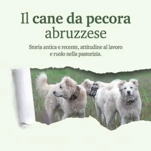 Economico Il cane da pecora abruzzese. Storia antica e recente, attitudine al lavoro e ruolo nella pastorizia
