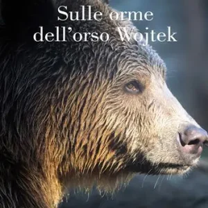 Sulle orme dell‘orso Wojtek Nuova Collezione