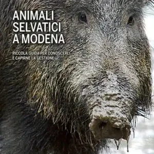 Più Venduto Animali selvatici a Modena. Piccola guida per conoscerli e capirne la gestione