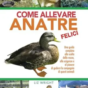 Come allevare anatre felici Scelto Dai Clienti