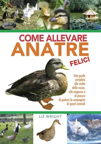 Come allevare anatre felici Scelto Dai Clienti