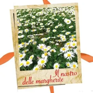 Acquista Ora Il nastro delle margherite