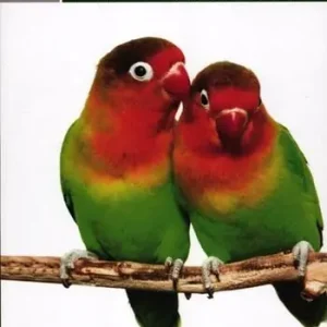 Gli animali questi peccatori. La vera natura del comportamento sessuale Prezzo Di Fabbrica